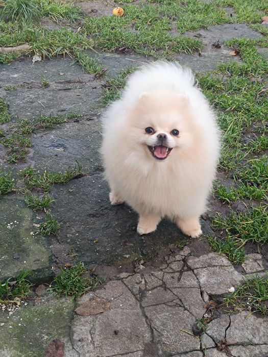 Померанський шпіц