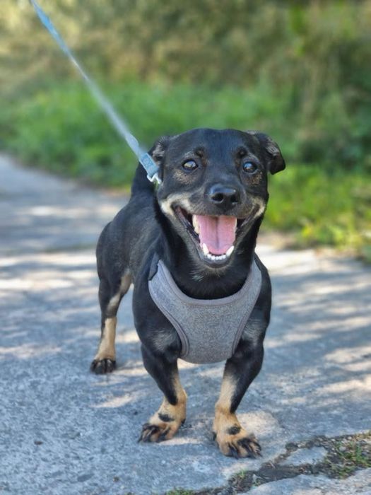 Miś - malutki piesek ze schroniska, ur. 2021