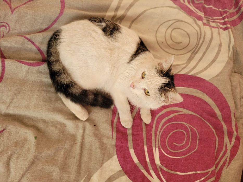 Kot kotka kociąt za darmo