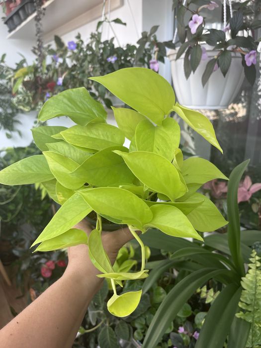 Сциндапсус епіпремнум Golden Pothos,