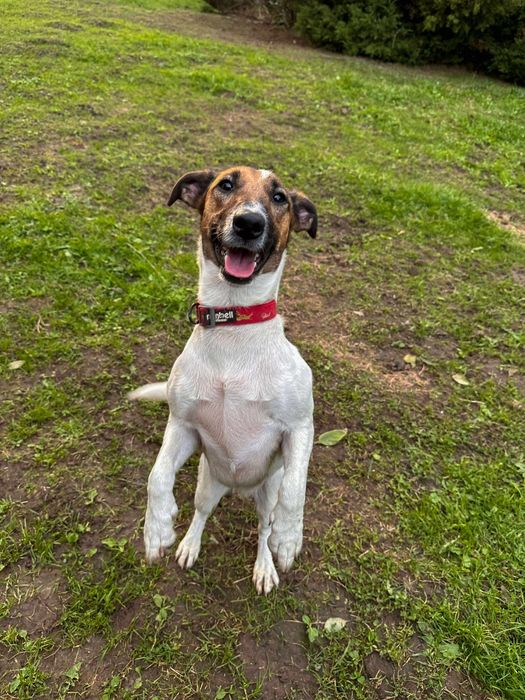 Oddam za darmo- do adopcji- Śliczna Pola szuka do domu