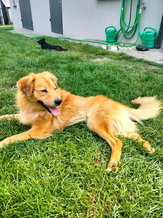 Rudy Bingo szuka domu