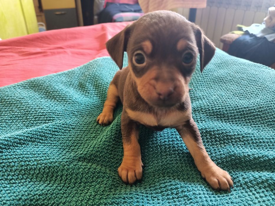 Той тер'єр дівчинка