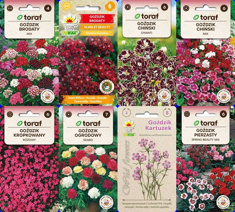 Goździki nasiona zestaw 8 odmian do wysiewu zimą lub wiosną za 24 zł