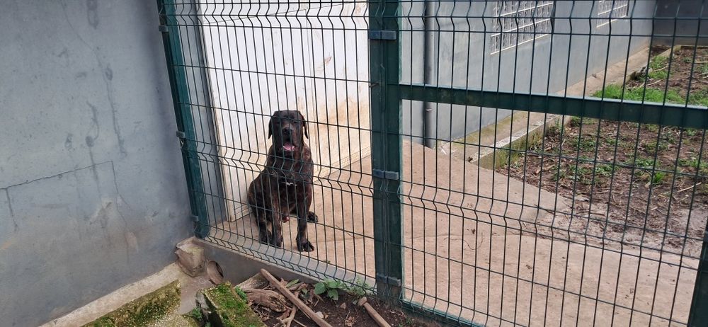 Cachorro Presa Canário