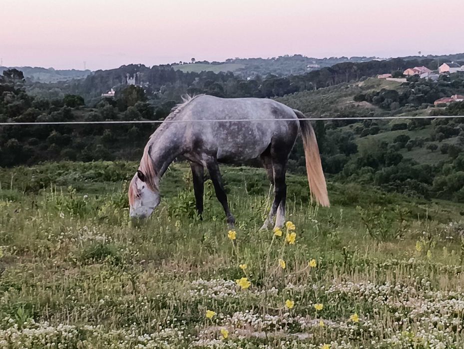 Poldro lusitano 3 anos