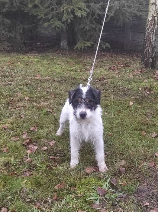 Parson Russell Terrier