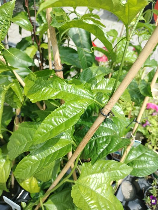 Planta Maracujá vaso