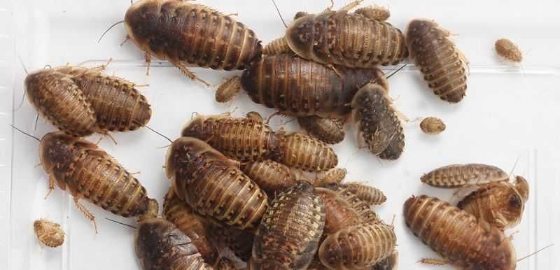 Аргентинський тарган, кормовий тарган Дубія - від маленьких до крупних