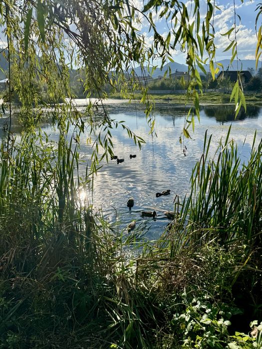 Продам ділянку 19 соток зі ставком і панорамою Карпат