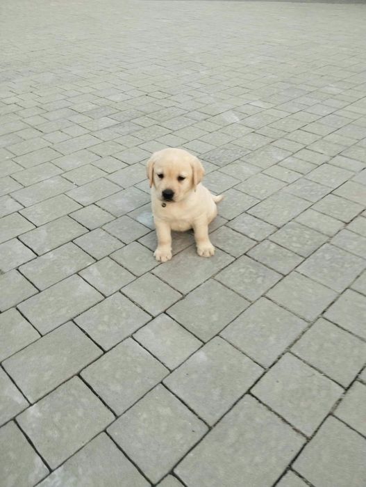 Szczeniak Labrador