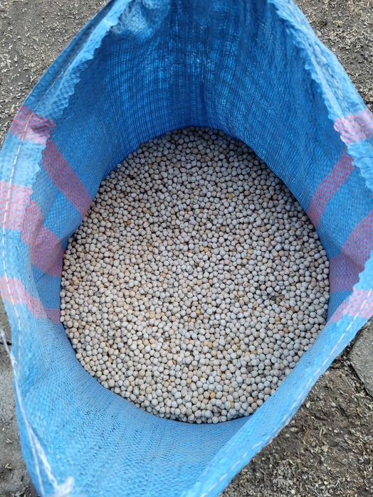 sprzedam groch Astronaut tegoroczny