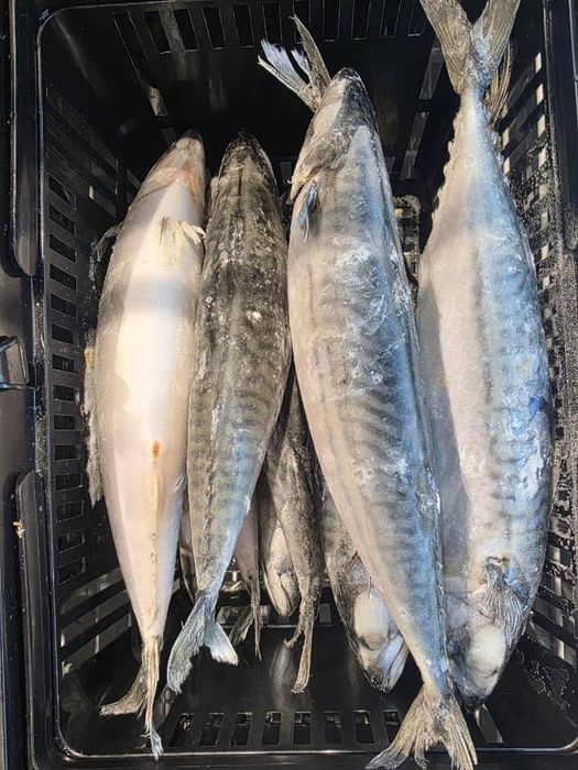 Риба: копчена, охолоджена — оселедець, скумбрія, хек, мінтай.