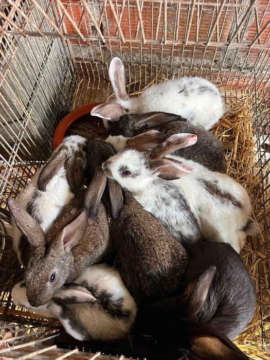 Vendo coelhos bonitos