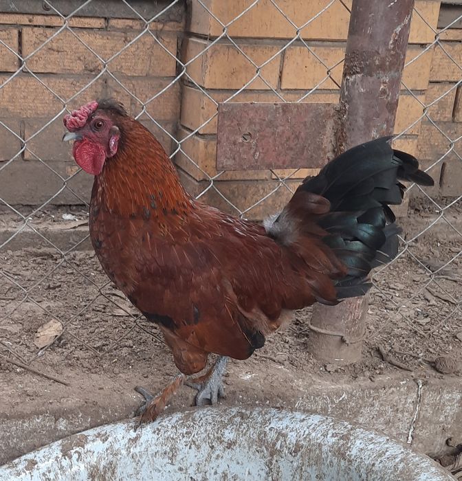 Карликовые петушки