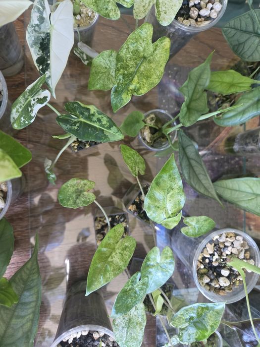 Alokazja Alocasia