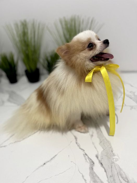 Померанські шпіци  ваш найкращий подарунок року