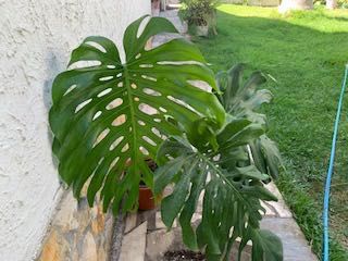 Planta  Monstera / costela de Adão