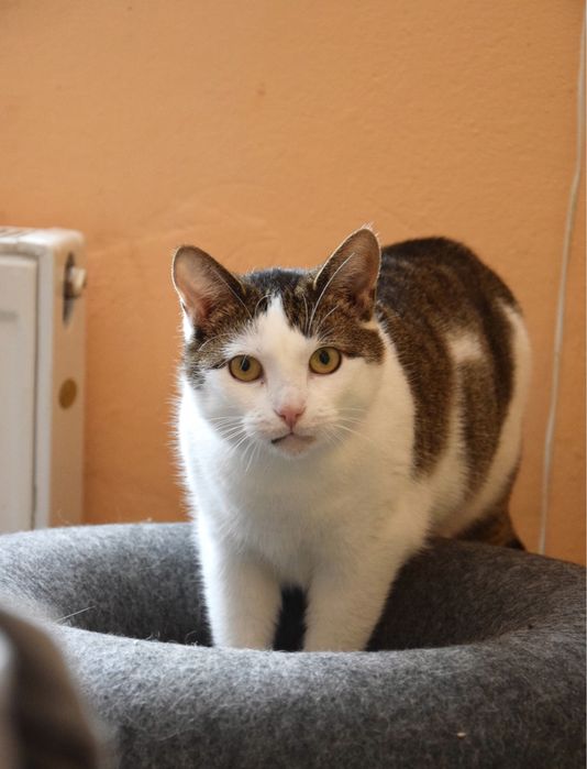 Wykastrowana, młoda kotka