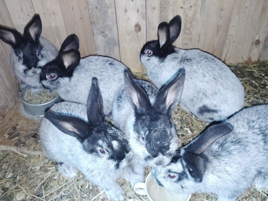 Wjs 7 tyg same samce