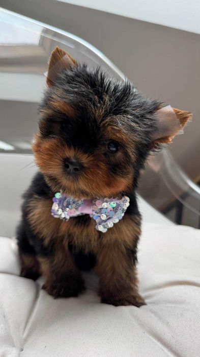 Miniaturka Suczka Yorkshire Terrier z Rodowodem 1,5kg
