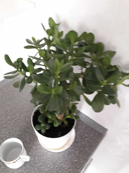 Drzewko szczęścia/ grubosz