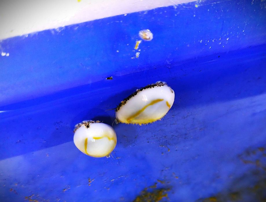 Cypraea annulus. Ślimak porcelanka. Morskie