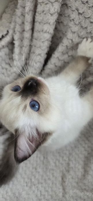 Kocurek rasy Ragdoll