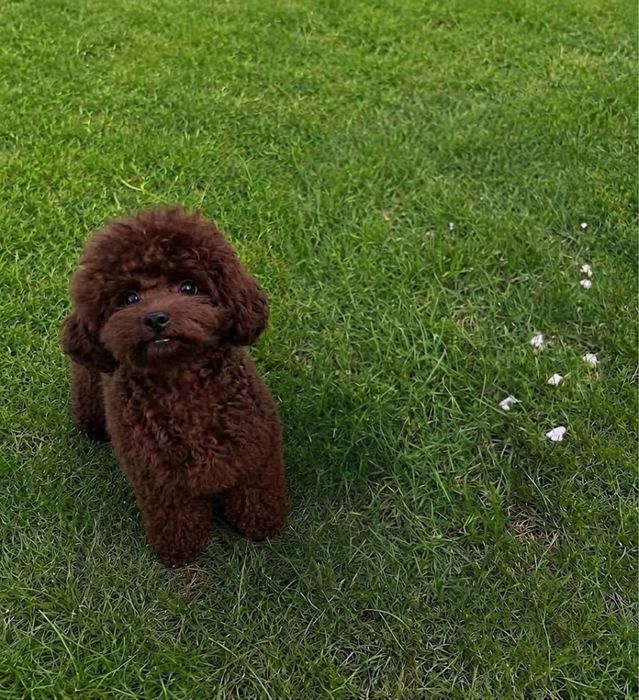 Cavapoo piekny kręcony chlopiec