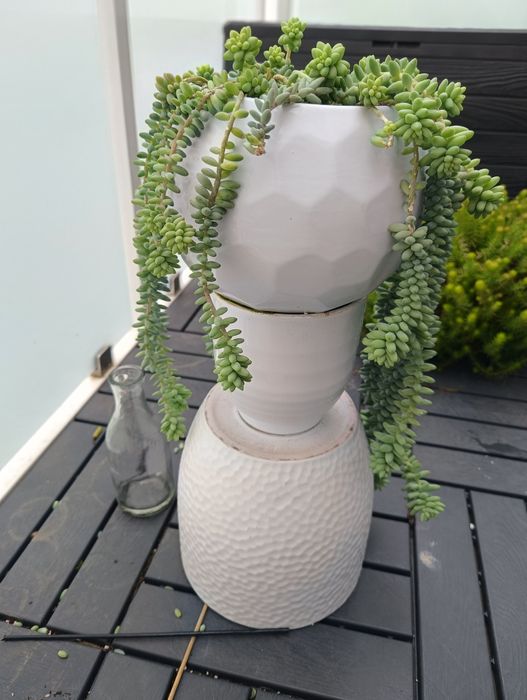 Sedum buritto rozchodnik morgana