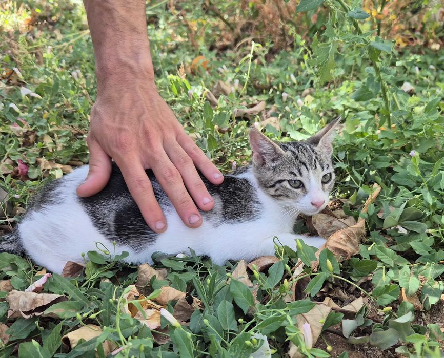 Gatinhos para dar