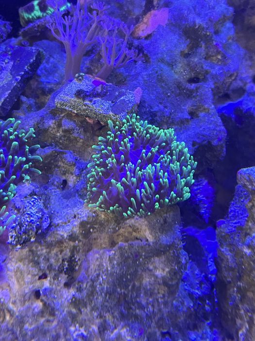 Rhodactis fluo ok 6 cm