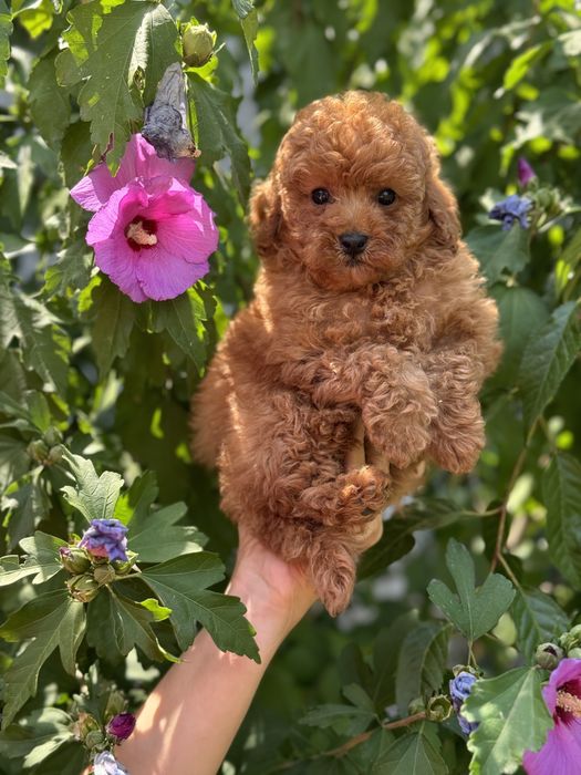 Дівчинка мальтіпу руда ред браун