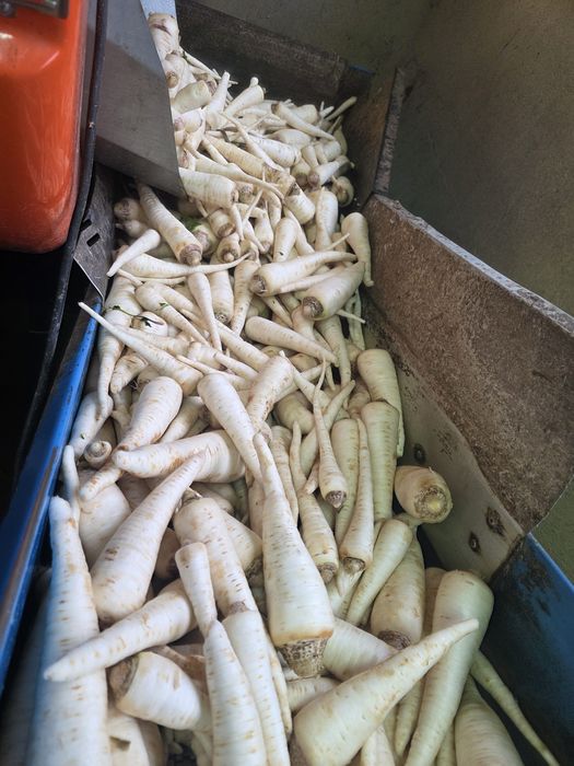 Pietruszka brudna, myta-chłodnia