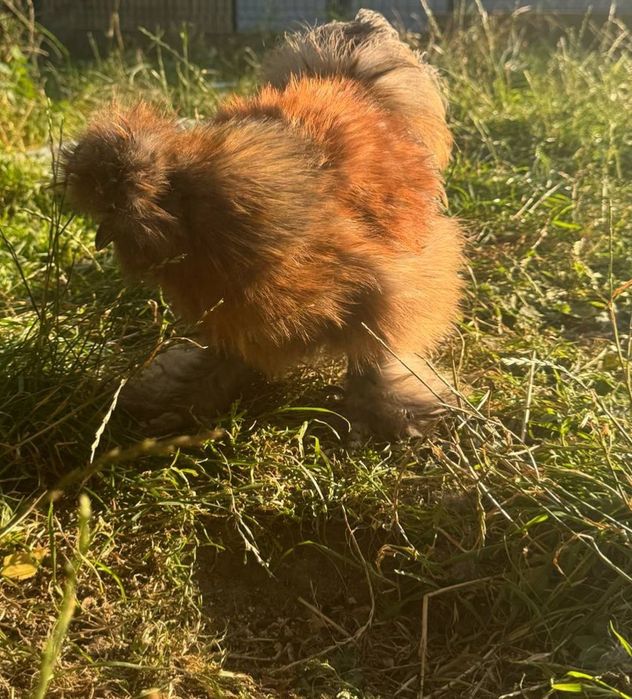 Kogut rasy Silka jedwabista USA