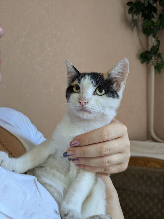 Кошенята 4,5 місяці підкинуті пенсіонерці дуже терміново потрібен дім
