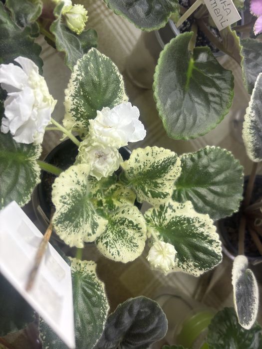 Фіалки розпродажа колекції