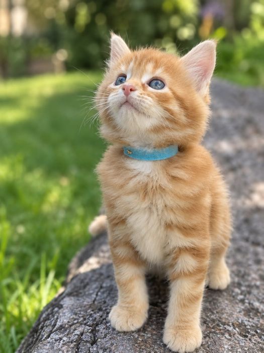 Maine Coon naprawdę DUŻE kocięta z rodowodem – legalna hodowla, rudy kocur, kotka, import Chiny, rodzice przebadani genetycznie, unikat
