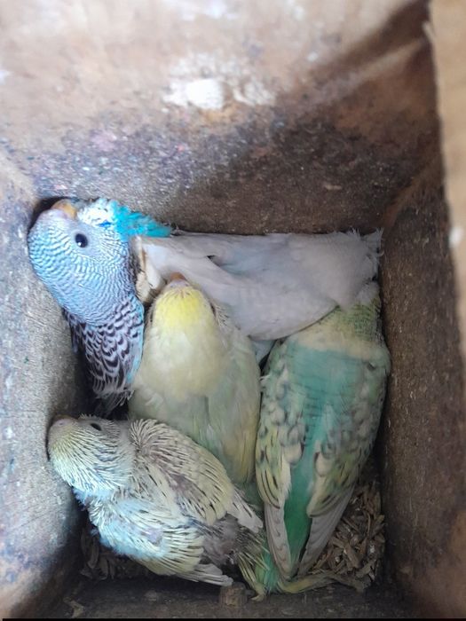 Piriquitos Várias Cores