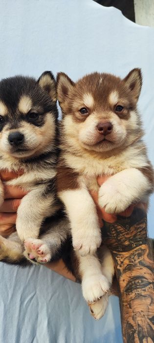 Красені - хаскі. Перспектива