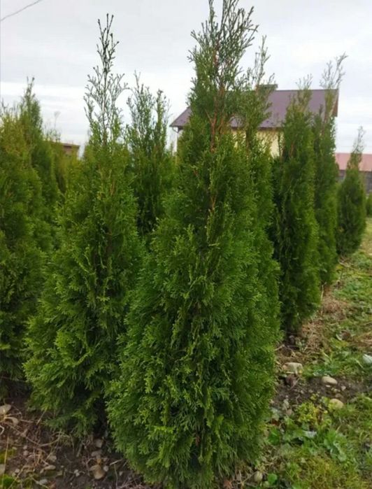 Туї смарагд 120 см (є від 90-160) акція, розпродаж!