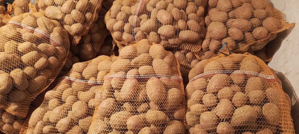 Ziemniaki Soraya , Jurek  Mariola,, Bellarosa