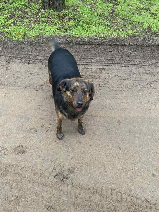 Собаки стерилизованы привиты добрые