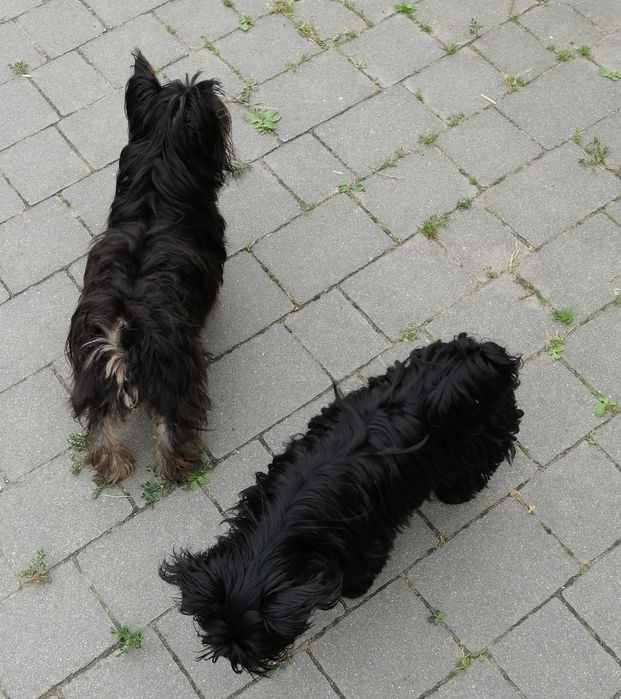 York Yorkshire Terrier Black sunia  rodowód