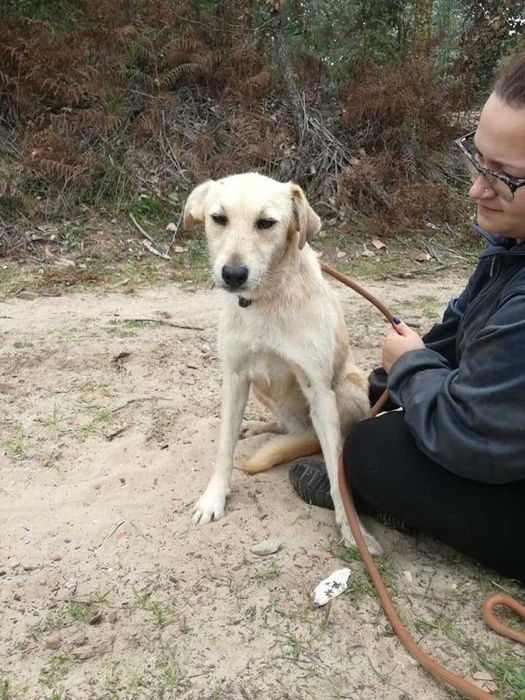 Cadela Porte Médio Para Adoção (Bonnie)