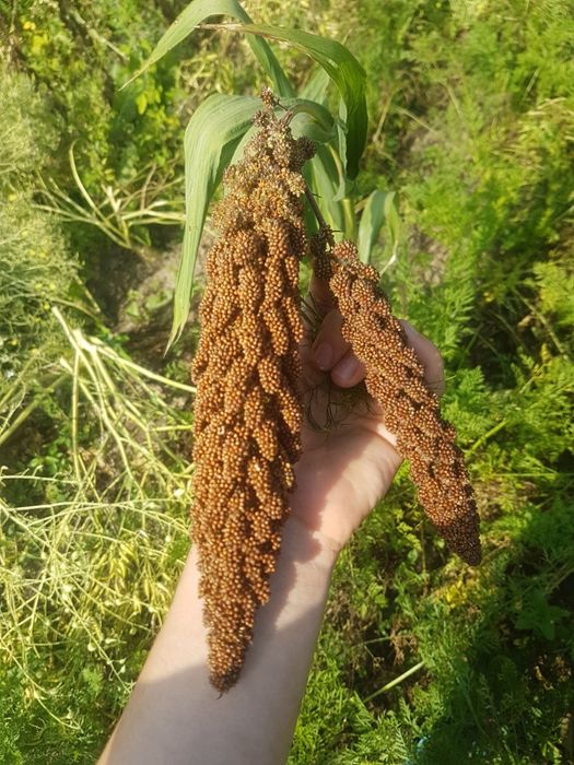 Чуміза 2025 року