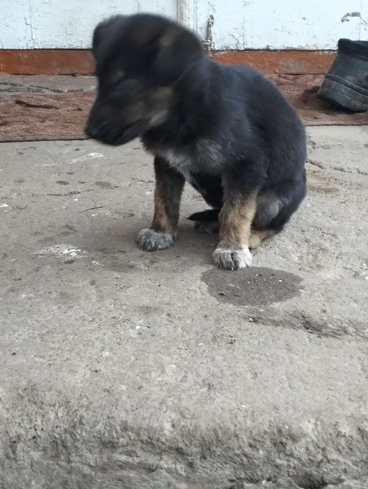 Цуценята німецької вівчарки.