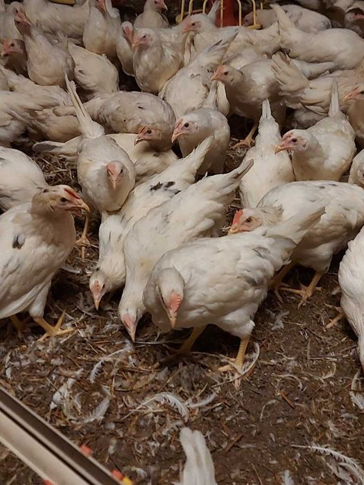 Kury Sandy Nioski Młode