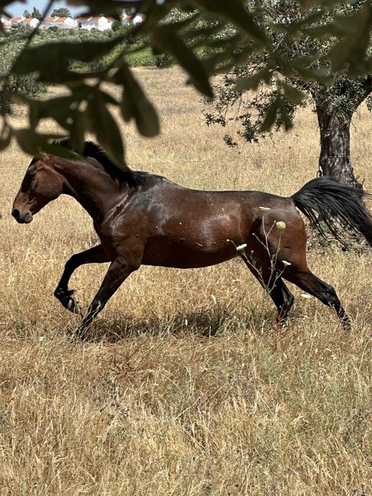 Cavalo com 6 anos Castrado