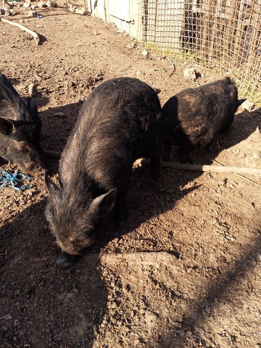 В'єтнамські свині